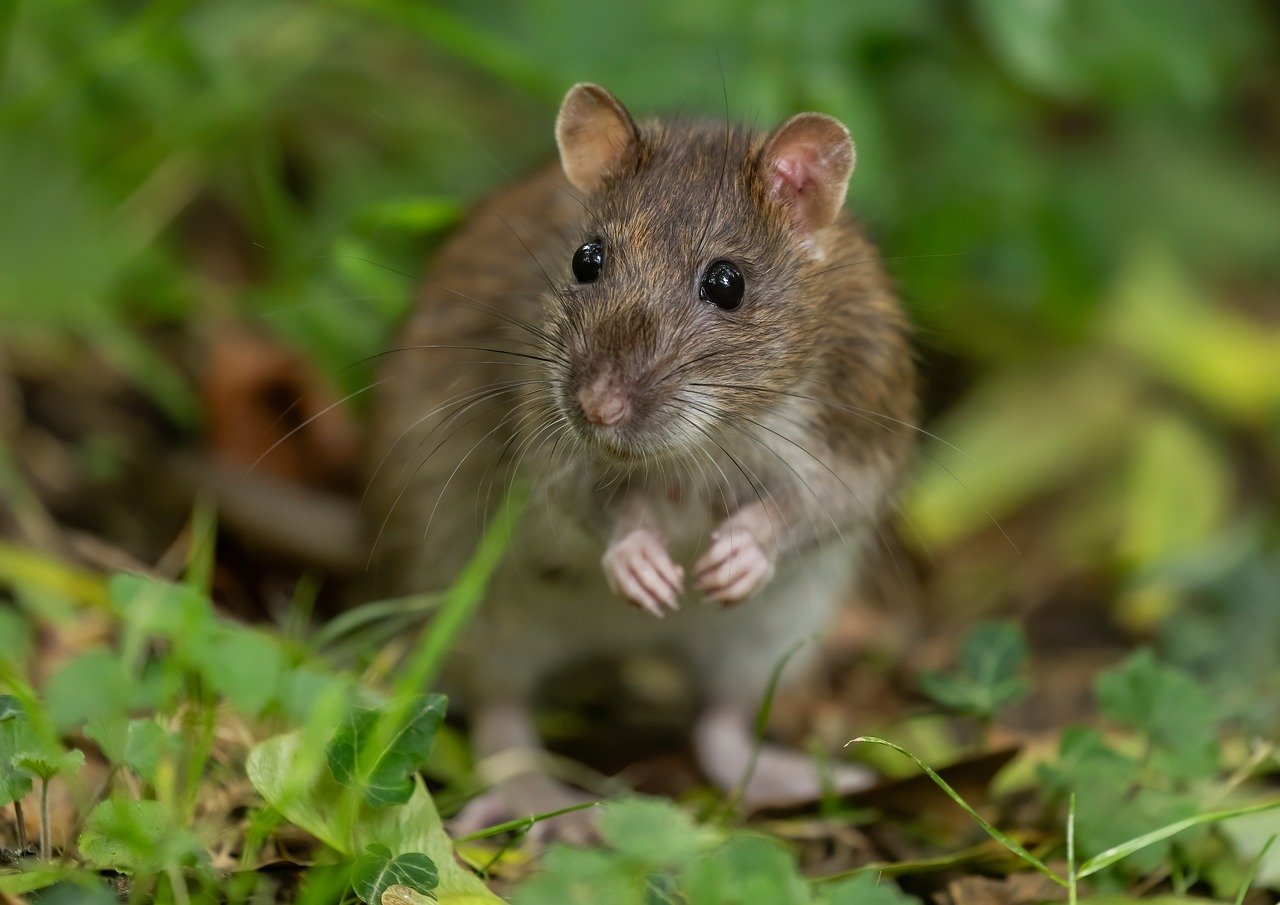 Deratizace, na kterou se můžete spolehnout